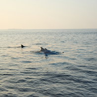 Dolphins eclipse show.