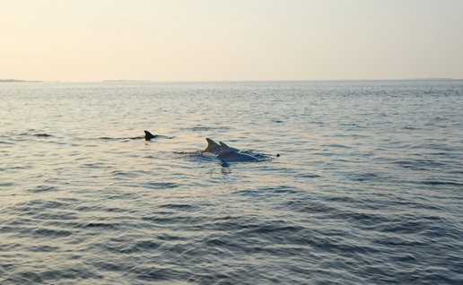 Dolphins eclipse show.