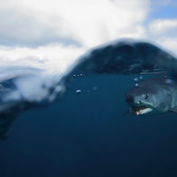 Short fin mako shark under the ocean surface