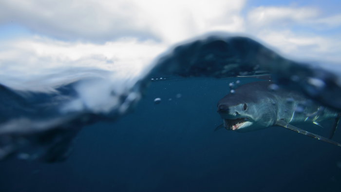 Short fin mako shark under the ocean surface