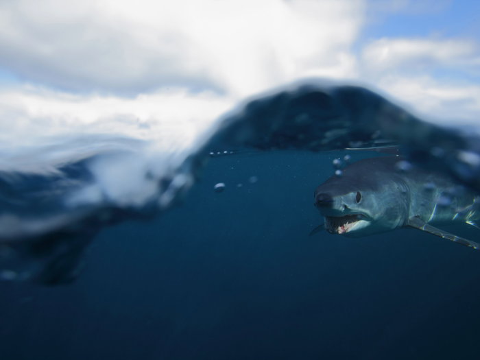Short fin mako shark under the ocean surface
