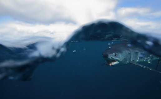 Short fin mako shark under the ocean surface