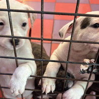 Rescue puppies