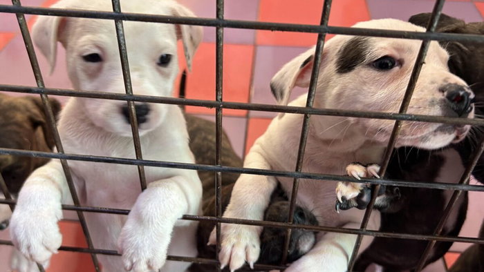 Rescue puppies