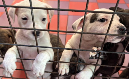 Rescue puppies