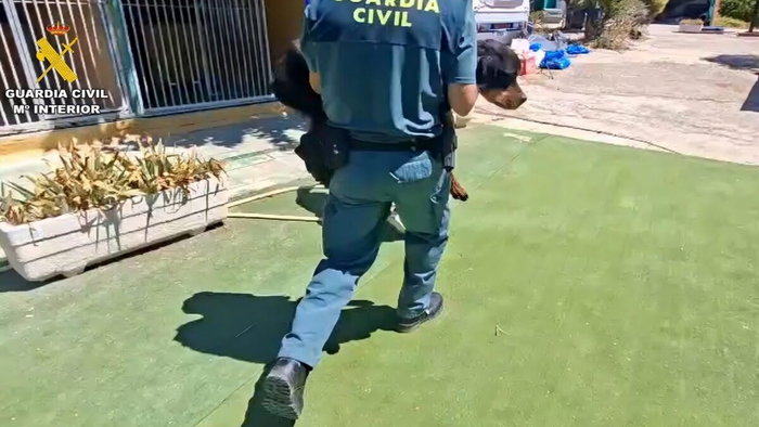Guardia Civil seize mistreated dogs.