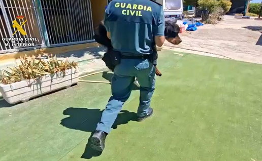 Guardia Civil seize mistreated dogs.