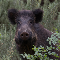 80% of wild boars in spain carry diseases