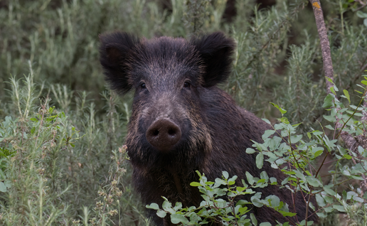 80% of wild boars in spain carry diseases