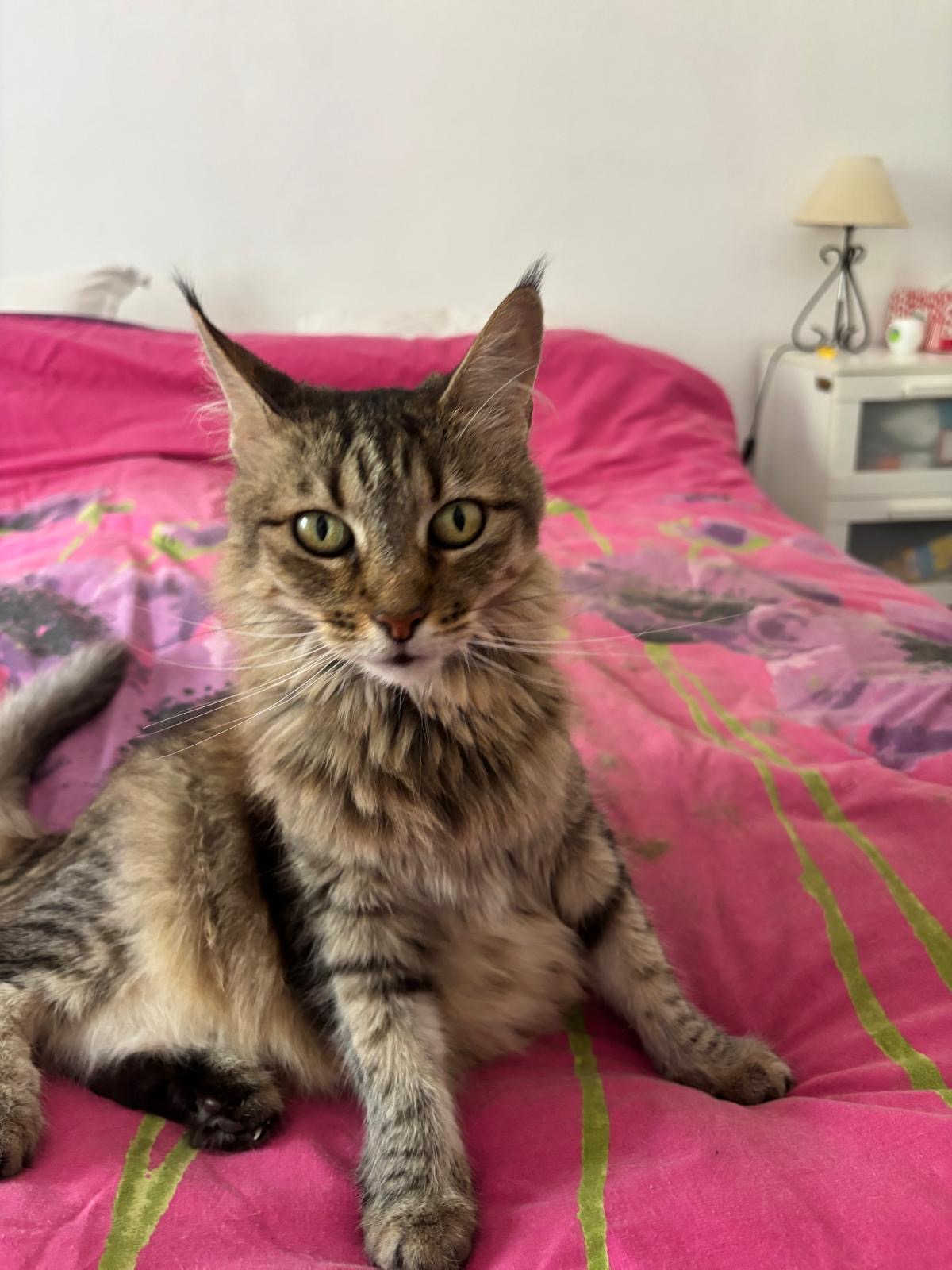 Houdini needs a pet sitter this Christmas