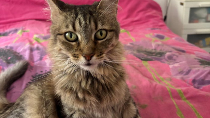 Could you care for Houdini in the holidays?