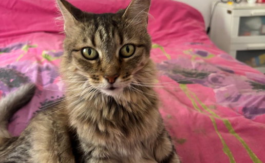 Could you care for Houdini in the holidays?