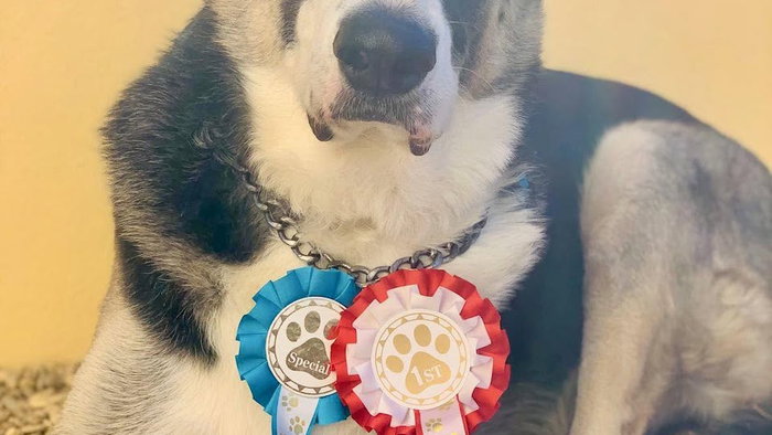 Blue, Dog Show winner 2025