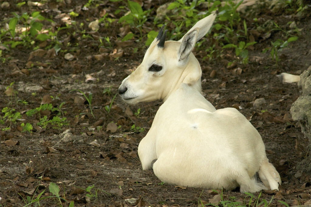 Rare twin oryx calves born at Terra Natura Murcia in huge conservation win
