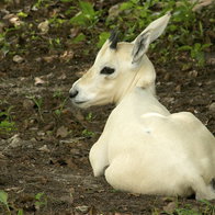 An oryx calf.