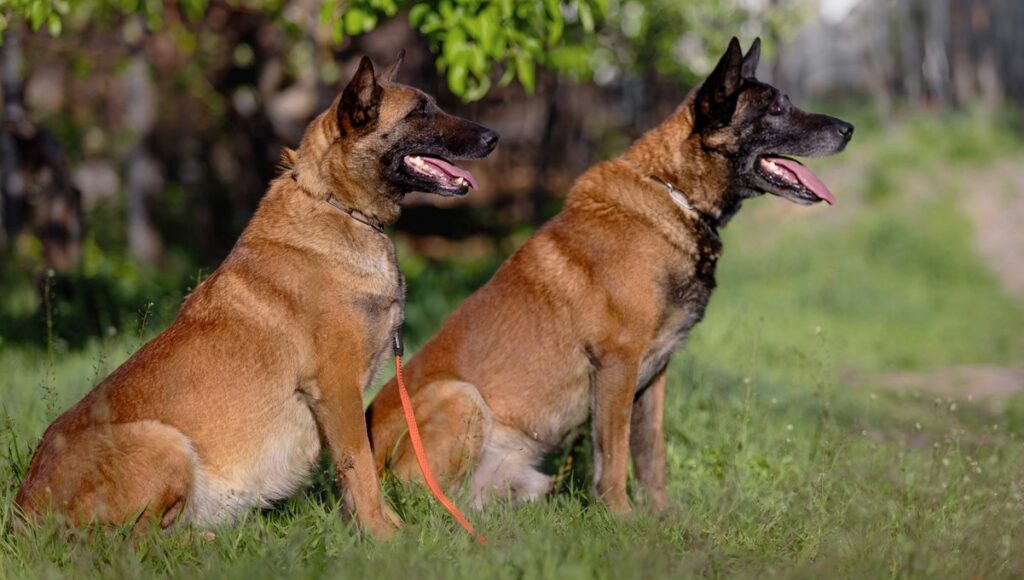 Vets stern warning over Spain’s booming dog trend that’s leaving shelters overwhelmed