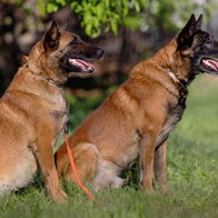 Belgian malinois