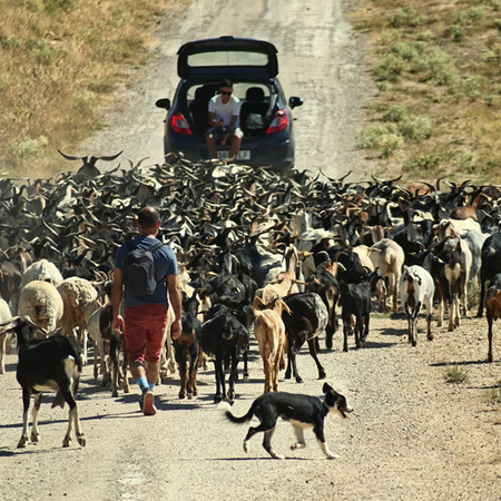 Rodrigo González Garrido walks a large herd of black, brown and white goats and sheep along a dirt track near Villalba de la Sierra, followed by a sheepdog, with a car driving ahead.