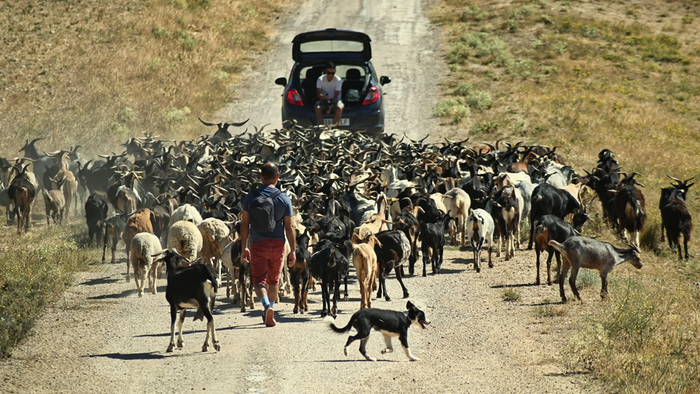 Rodrigo González Garrido walks a large herd of black, brown and white goats and sheep along a dirt track near Villalba de la Sierra, followed by a sheepdog, with a car driving ahead.
