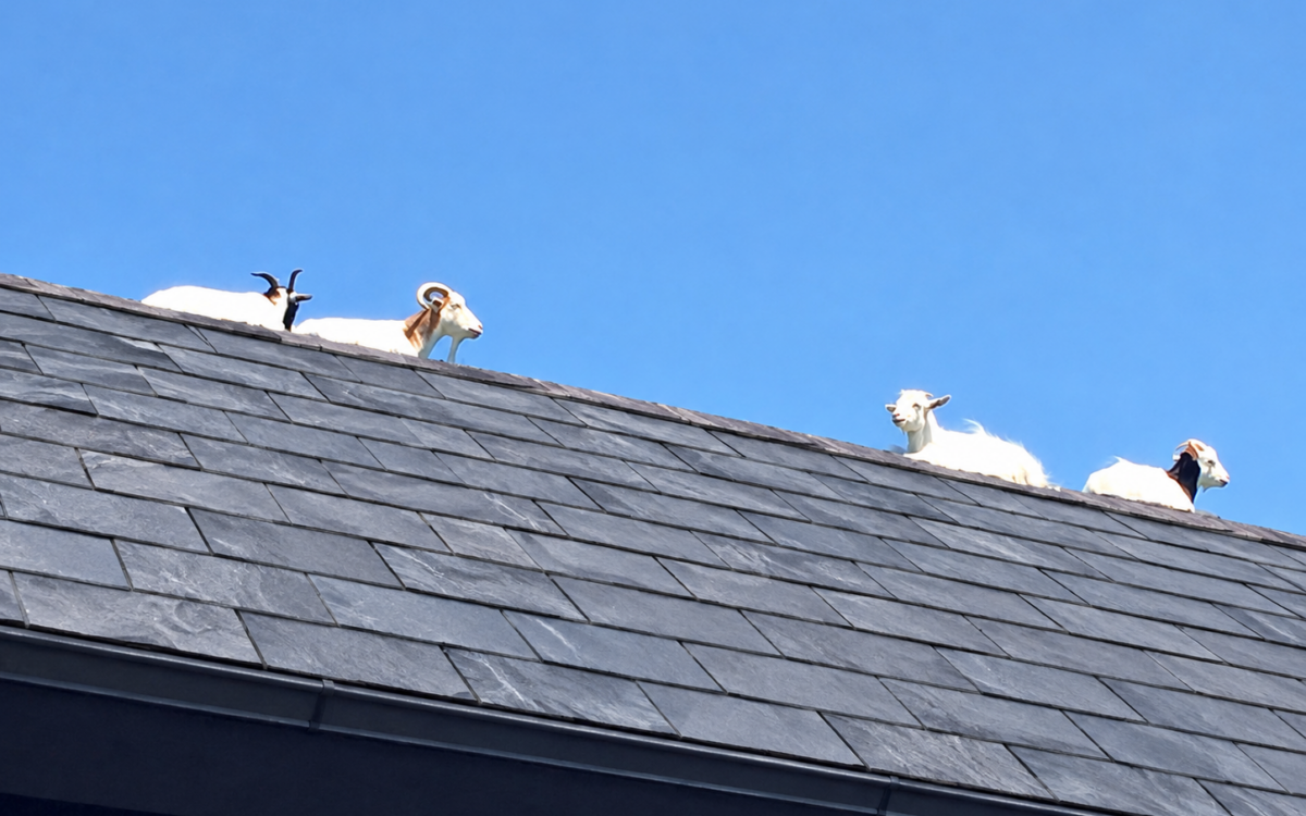 Mallorca property overrun by wild goats