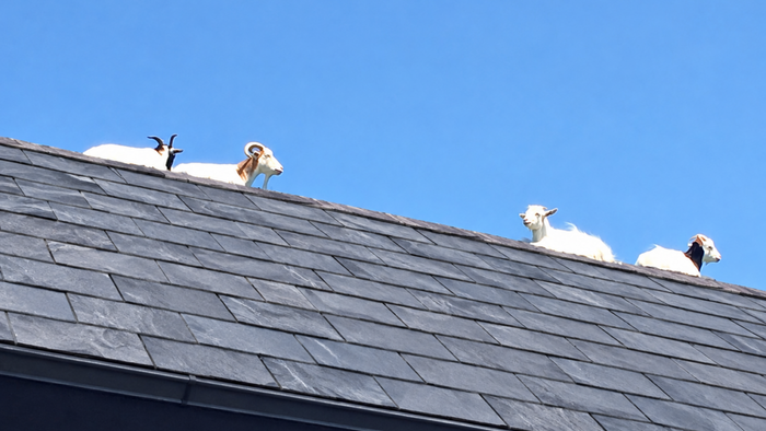 Feral goats on roof