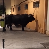 Bull tied up in Fuengirola street