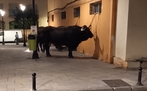 Bull tied up in Fuengirola street