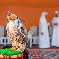 Falcon sitting on a perch, wearing a hood, with two Arab men in traditional dress blurred in background