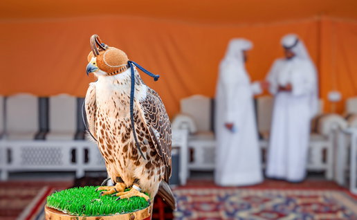 Falcon sitting on a perch, wearing a hood, with two Arab men in traditional dress blurred in background