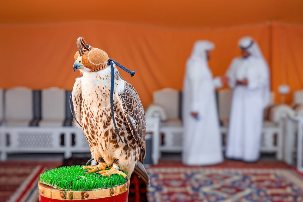 Falconry Beyond Heritage