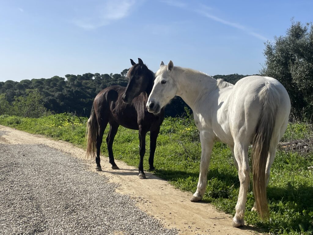 Cádiz horse rescue nightmare as three animals fall ill after trespasser enters paddock