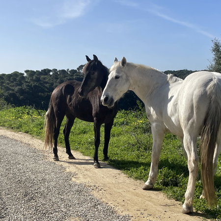 Two grey horses standing next to a dirt track with grass on the side