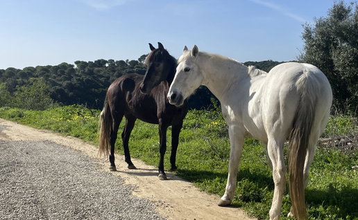 Two grey horses standing next to a dirt track with grass on the side