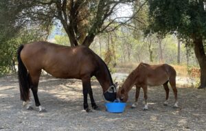 A horse and a pony eating out of a feed bucket