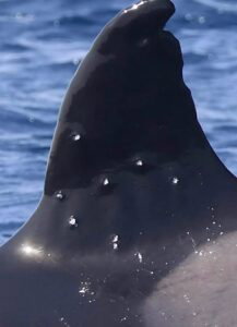 A dorsal fin of an Iberian orca with visible wounds from a pellet gun 