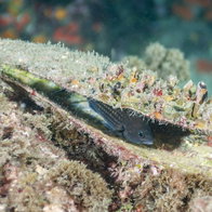 Pinna nobilis
