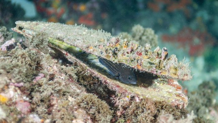 Pinna nobilis