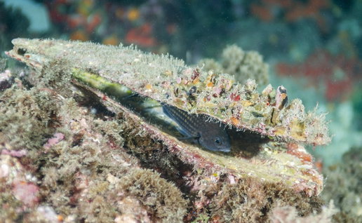 Pinna nobilis