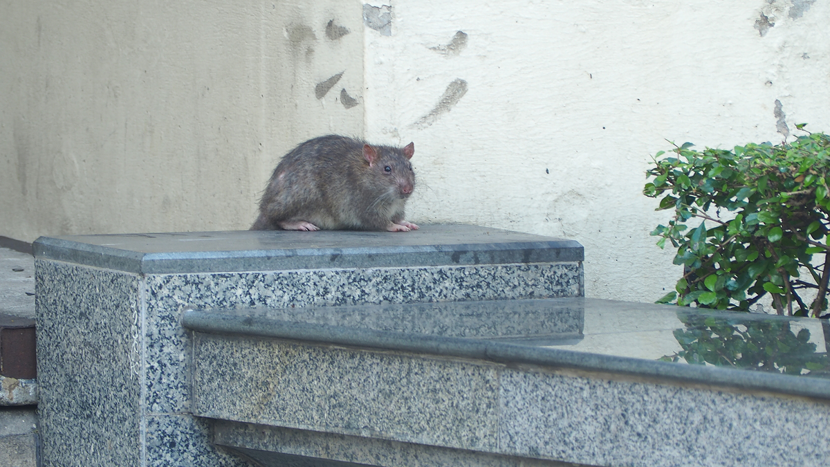 Ratas gigantes invaden el paseo marítimo de Málaga y vecinos alertan: 'entran en nuestras casas'