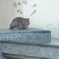 A brown rat sitting on a stone ledge beside a hedge, with paw prints visible on the wall behind it.