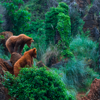 Two brown bear cubs playing on a hill in the mountains surrounded by greenery