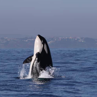 An Iberian orca breaching out of the sea along the strait of Gibraltar
