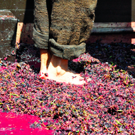 A person crushing grapes with there feet in wine press