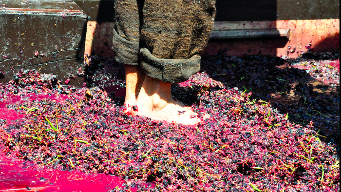 A person crushing grapes with there feet in wine press