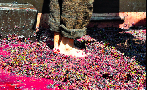 A person crushing grapes with there feet in wine press