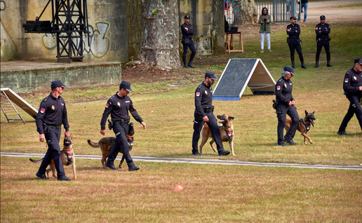 Police officers with their dogs by their sides during an exercise demonstration