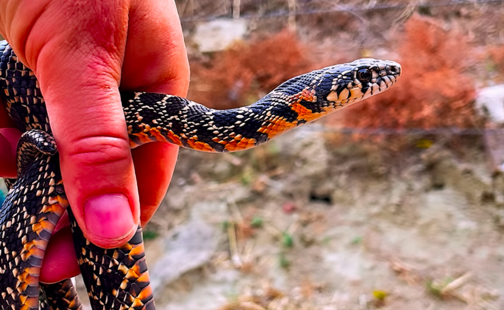 Snakes in Spain: Where you are most likely to come across one