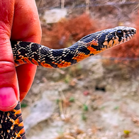 A hand holding a horseshoe whip snake
