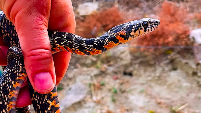 A hand holding a horseshoe whip snake
