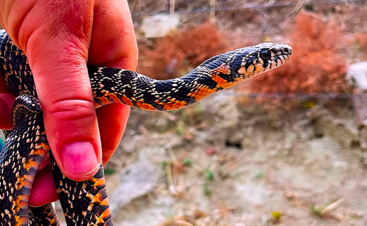 A hand holding a horseshoe whip snake